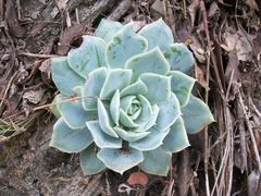 Echeveria simulans