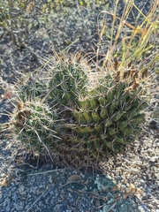 Coryphantha octacantha