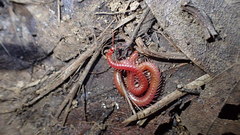 Strigamia epileptica