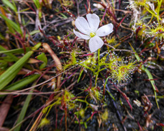 Drosera hookeri