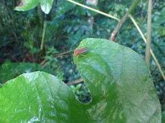 Anasa varicornis