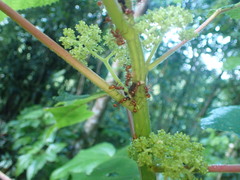 Megalomyrmex leoninus