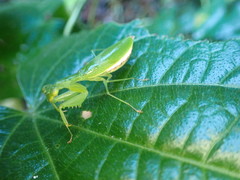 Tithrone roseipennis