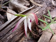 Caladenia moschata
