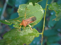 Anasa varicornis