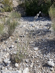 Froelichia arizonica
