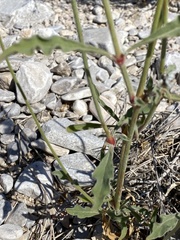 Froelichia arizonica