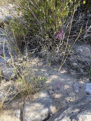 Cyphomeris gypsophiloides