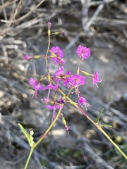 Cyphomeris gypsophiloides