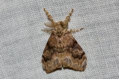 Orgyia papuana