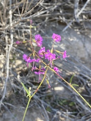 Cyphomeris gypsophiloides
