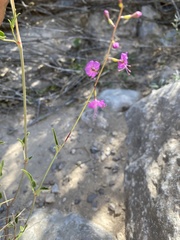 Cyphomeris gypsophiloides