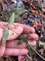 Lysimachia radicans