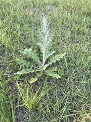 Cirsium undulatum