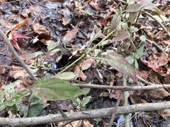 Lysimachia radicans