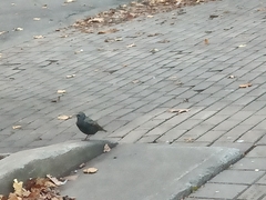 Sturnus vulgaris