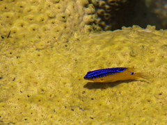 Stegastes rocasensis