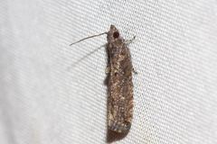 Strepsicrates ejectana