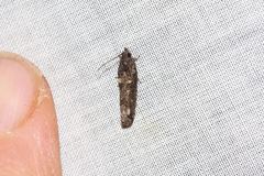 Strepsicrates ejectana