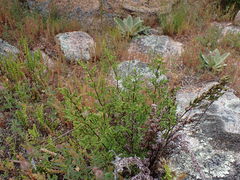 Cheilanthes sieberi sieberi