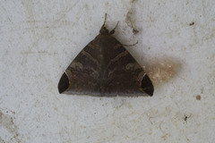 Pindara illibata