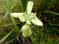 Moraea alticola