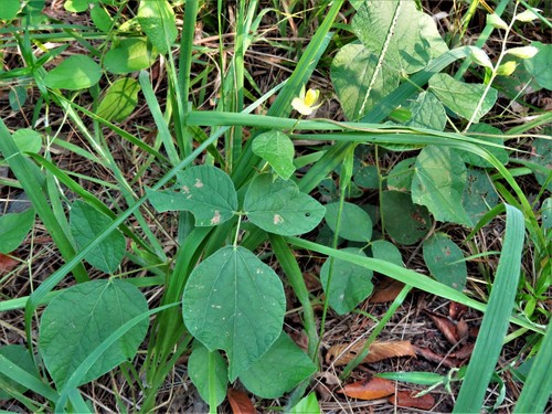 Image of Rhynchosia latifolia by (c) Annika Lindqvist, some rights reserved (CC BY)
