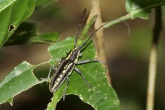 Taeniotes orbignyi