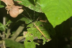 Pseudophasma blanchardi