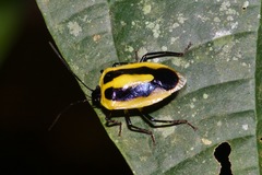 Arocera aequinoxialis