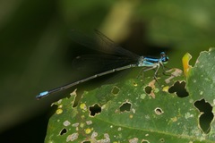 Aeolagrion inca
