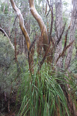 Eucalyptus subcrenulata