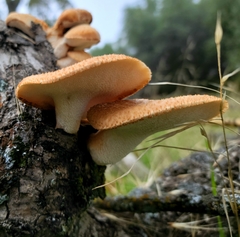Polyporus mcmurphyi
