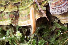 Polyzoniidae