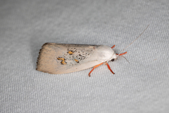 Brachybelistis neomorpha