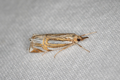Hednota bifractellus