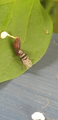 Anthomyia medialis