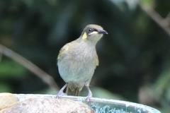 Microptilotis imitatrix
