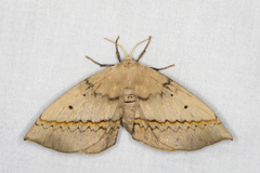 Anthela varia