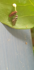 Anthomyia medialis