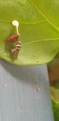 Anthomyia medialis