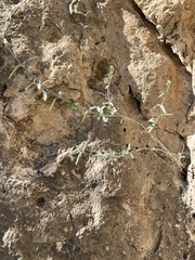 Acleisanthes angustifolia