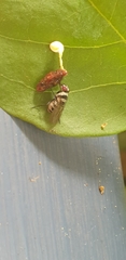 Anthomyia medialis