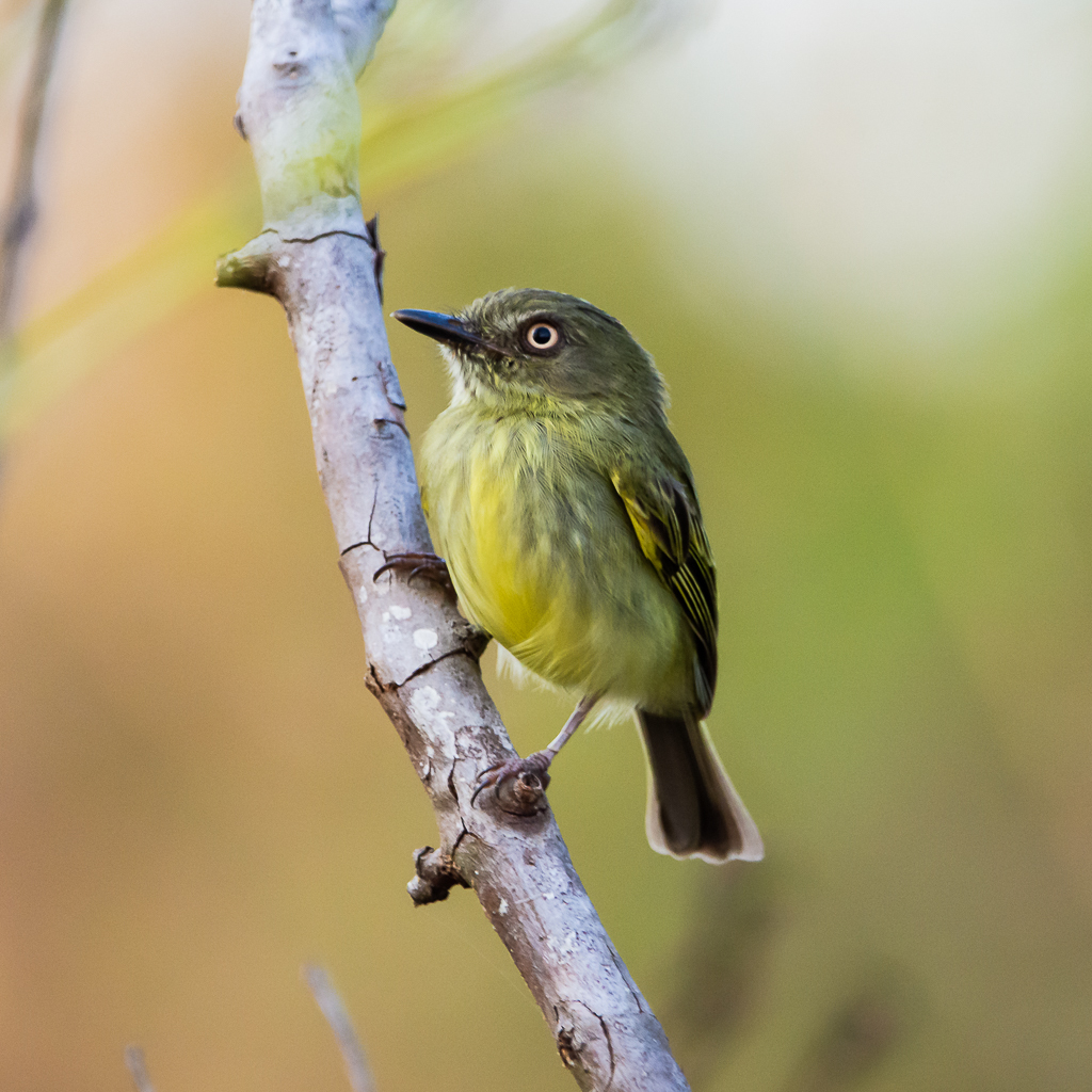 Johannes's Tody-Tyrant photo
