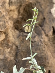 Acleisanthes angustifolia