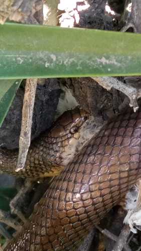 Culebra, Paraphimophis rusticus