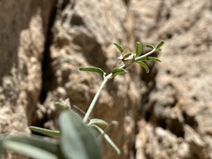 Acleisanthes angustifolia