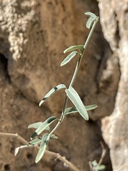 Acleisanthes angustifolia