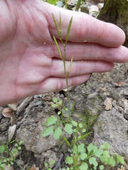Cardamine oligosperma