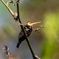 Brachygalba albogularis